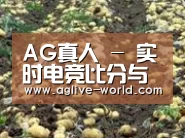 种植基地八(图1)