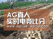 种植基地七(图1)